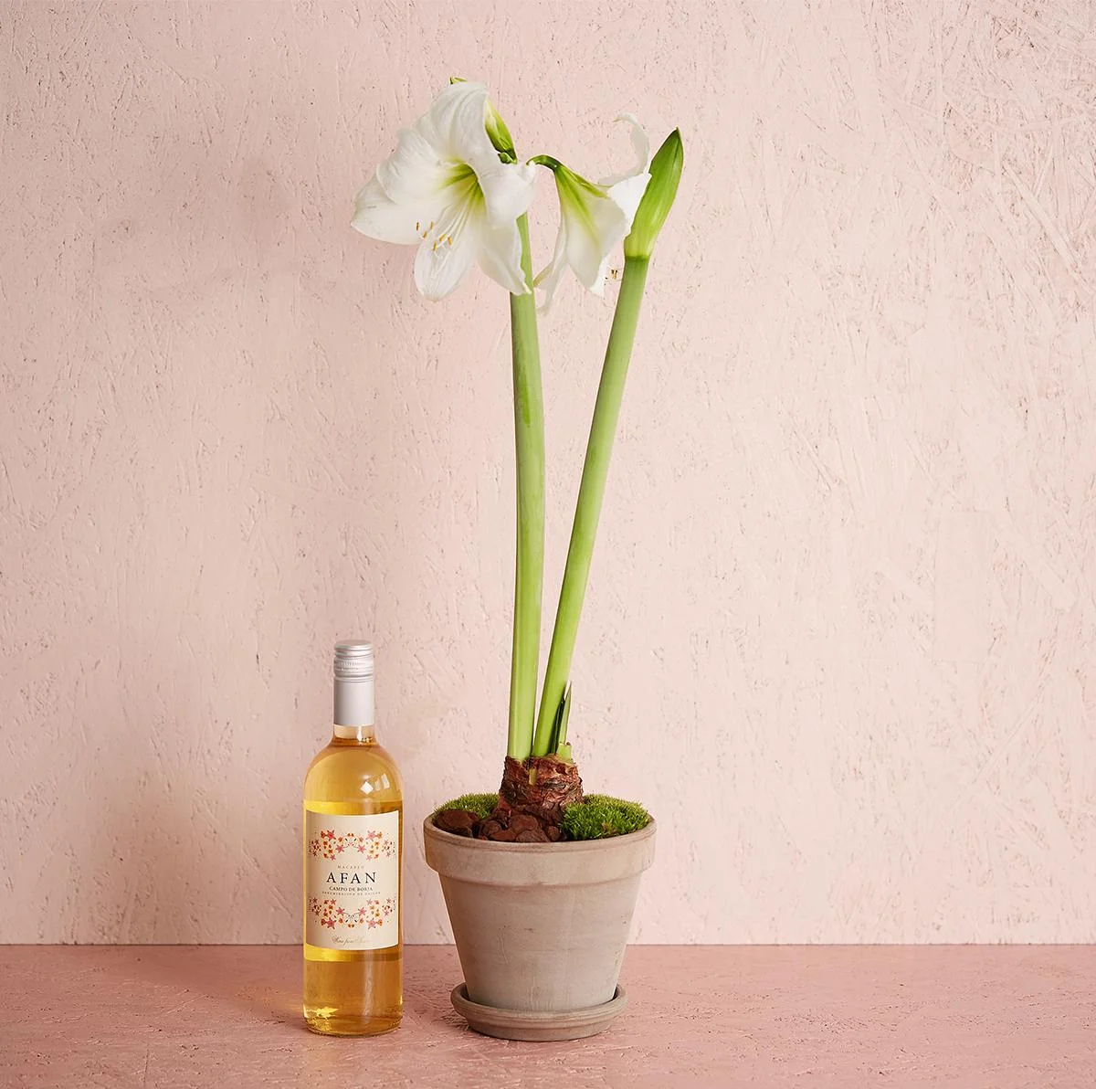 Hvid amaryllis i potte med Afan, Macabeo, Campo de Borja